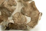 Fossil Plesiosaur (Thililua?) Vertebrae in Rock - Asfla, Morocco #328418-2